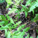 Image of eastern hayscented fern