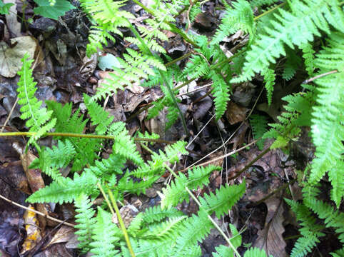 Image of eastern hayscented fern