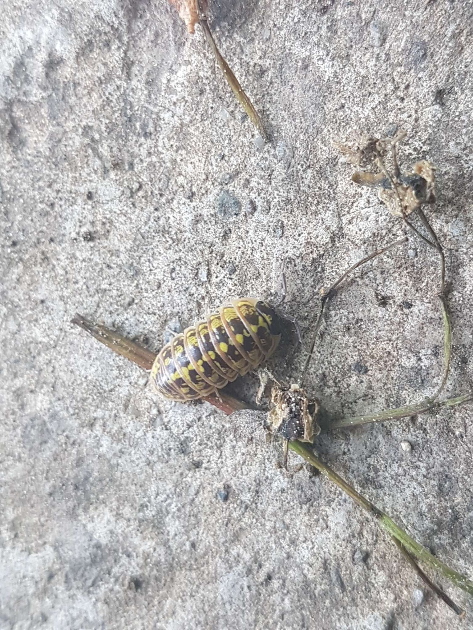 Armadillidium versicolor Stein 1859 resmi