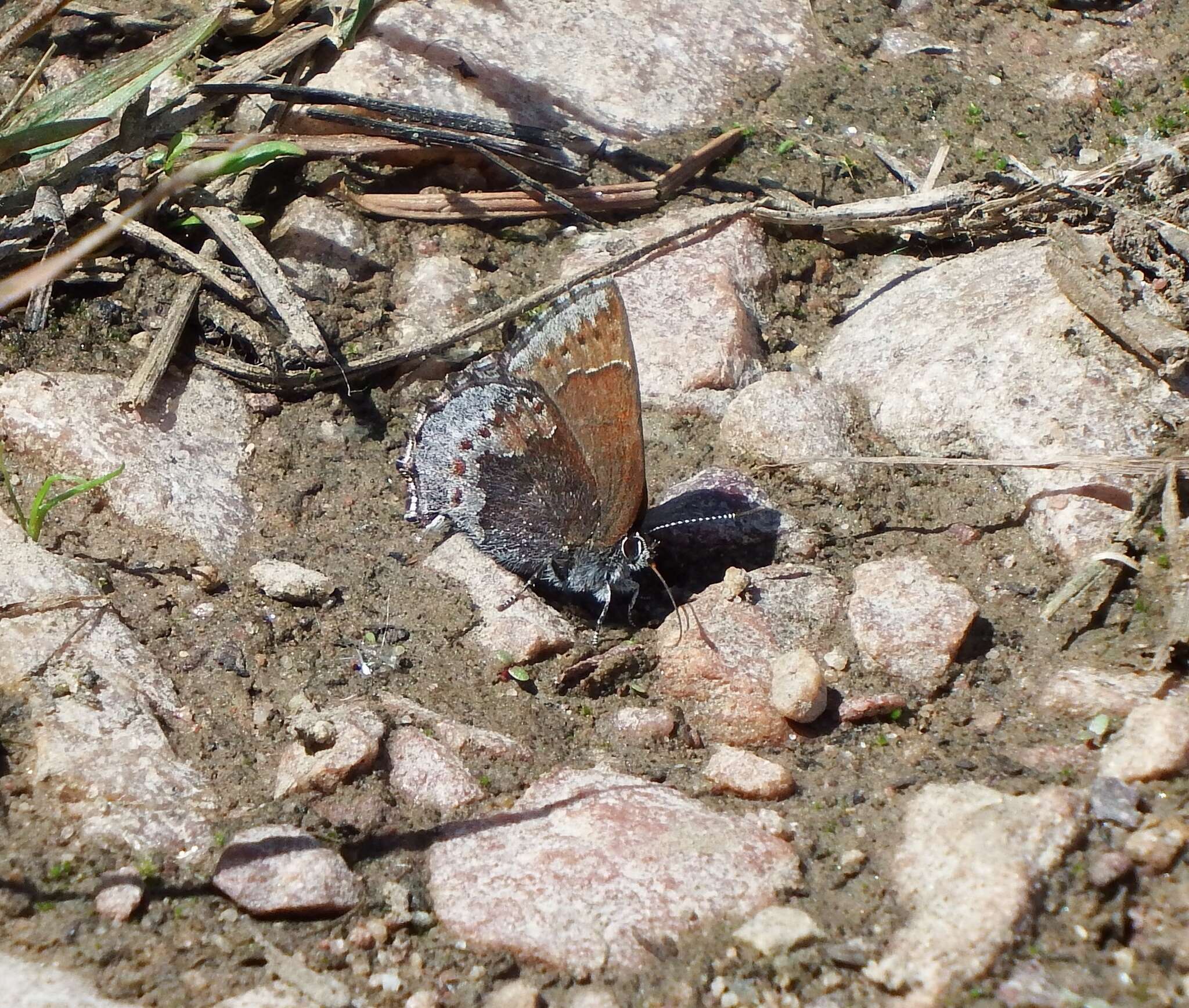 Plancia ëd Callophrys polios (Cook & Watson 1907)