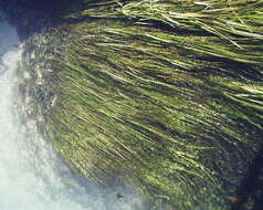 Image of Texas Wild Rice