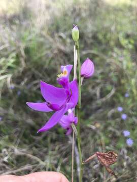 Image of Simpson's grasspink