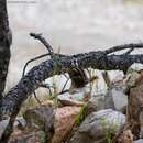 Image of Durango Chipmunk