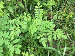 Image of Astilbe microphylla Knoll