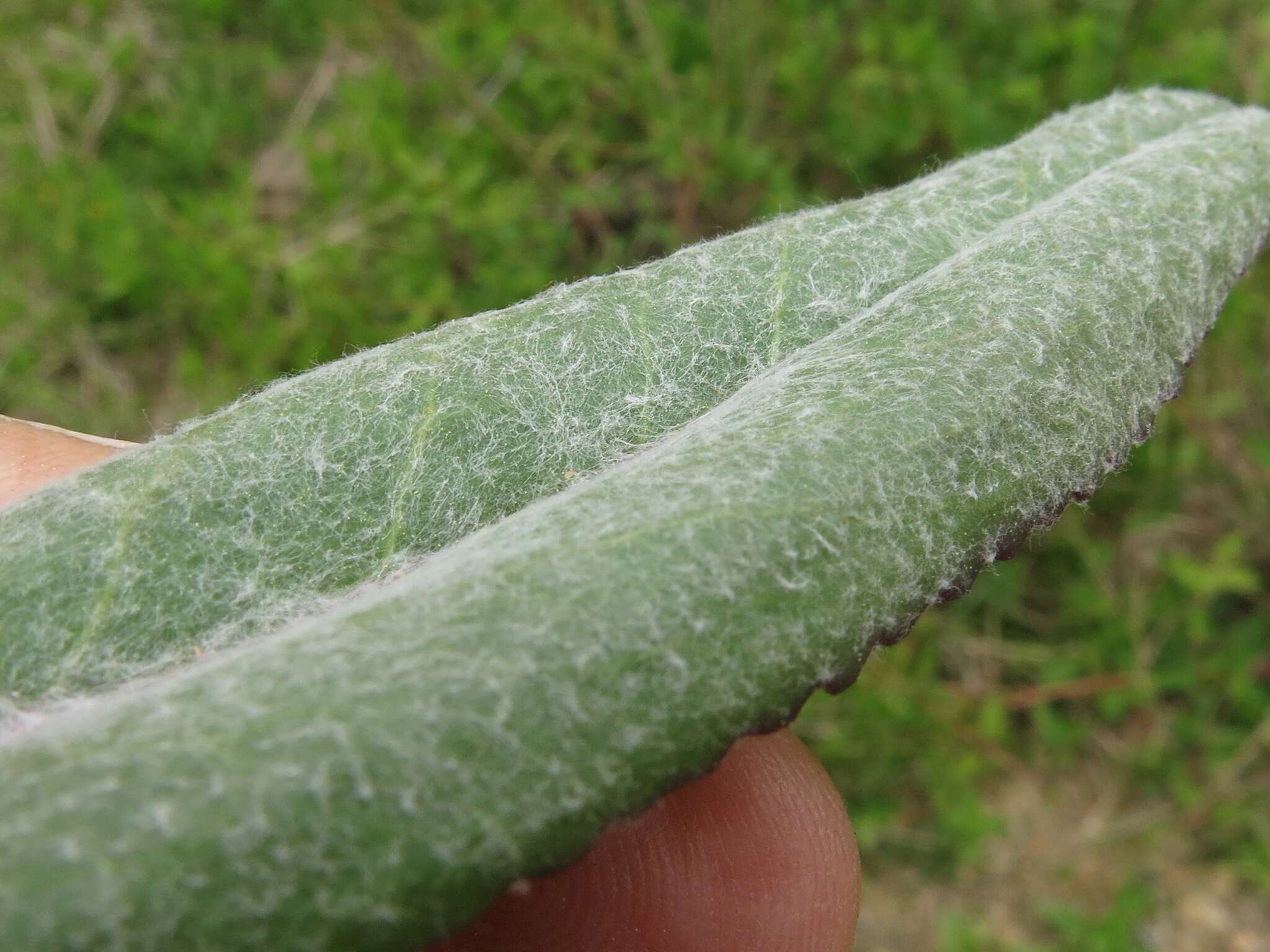 Image of woolly ragwort