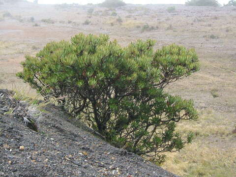 Image of Comarostaphylis arbutoides Lindl.