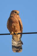 Image of Greater Kestrel