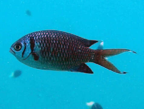 Image of Weber's chromis