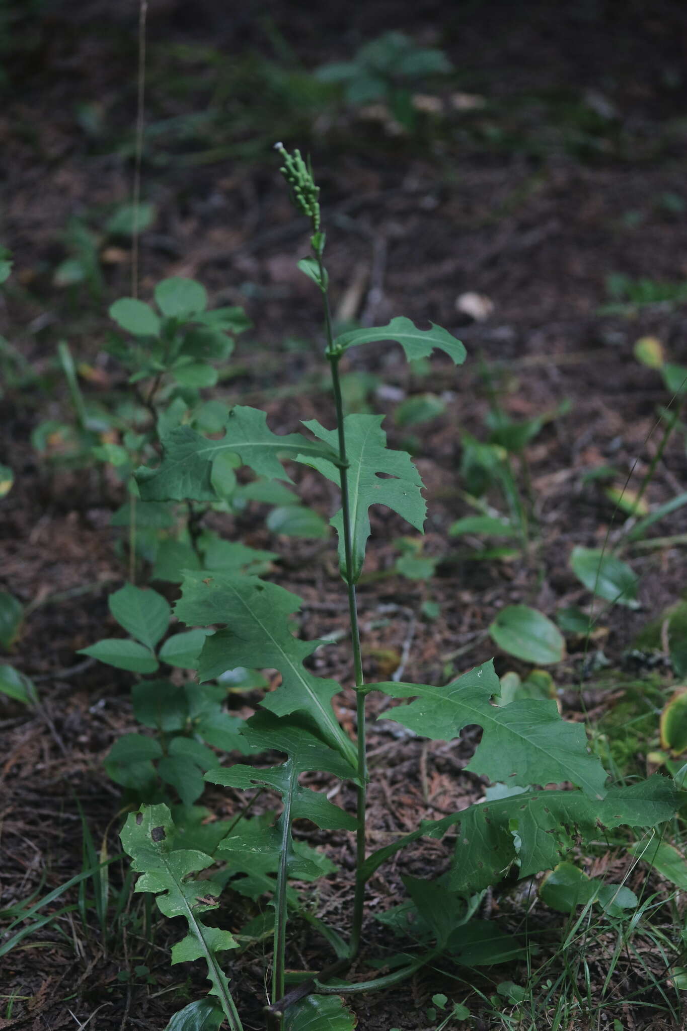 Image of tall blue lettuce