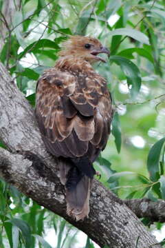 Image of Whistling Kite