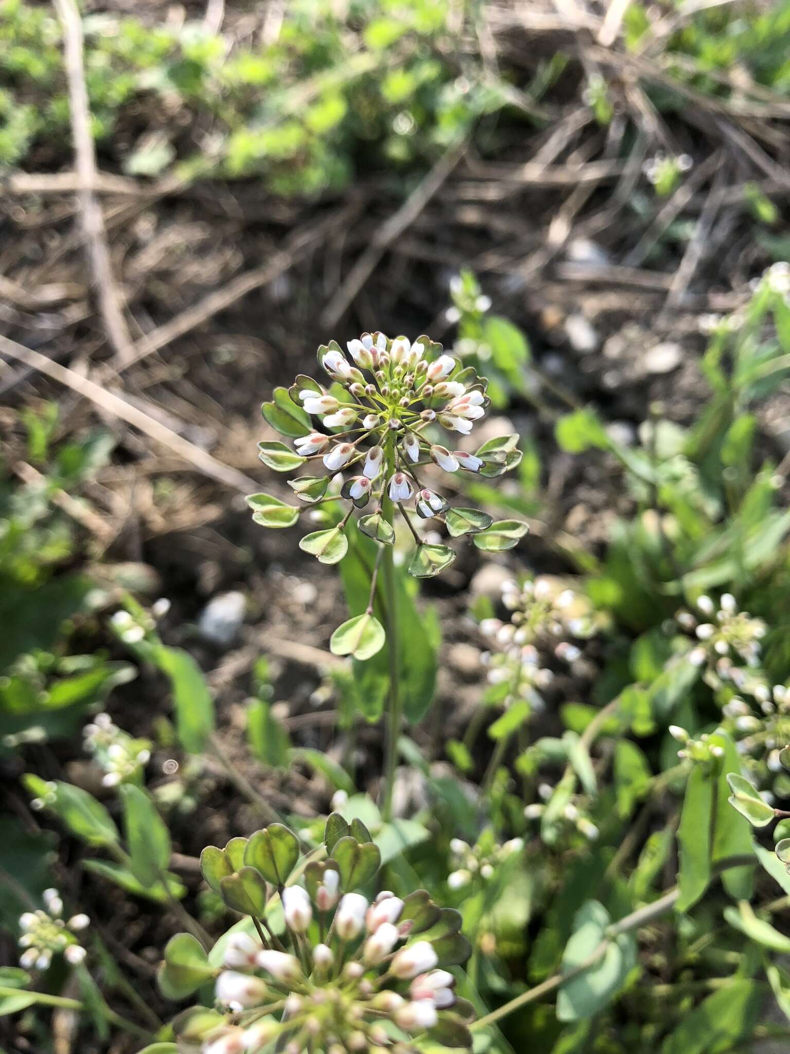 Image of <i>Noccaea perfoliata</i>