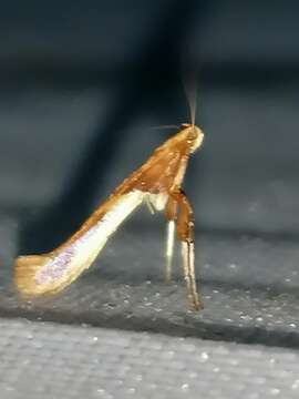 صورة Caloptilia fidella (Reutti 1853)