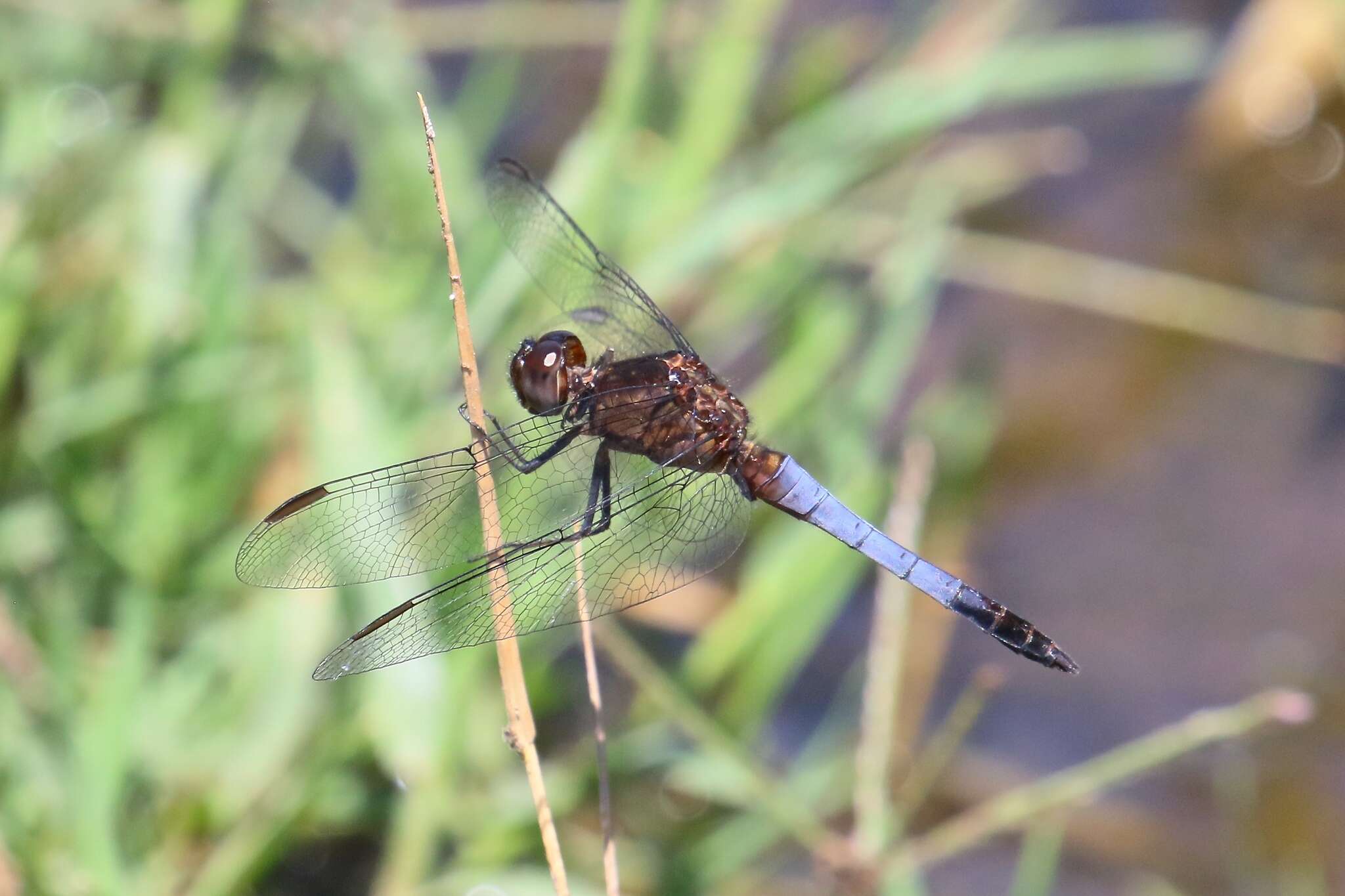 Sivun Erythrodiplax basifusca (Calvert 1895) kuva