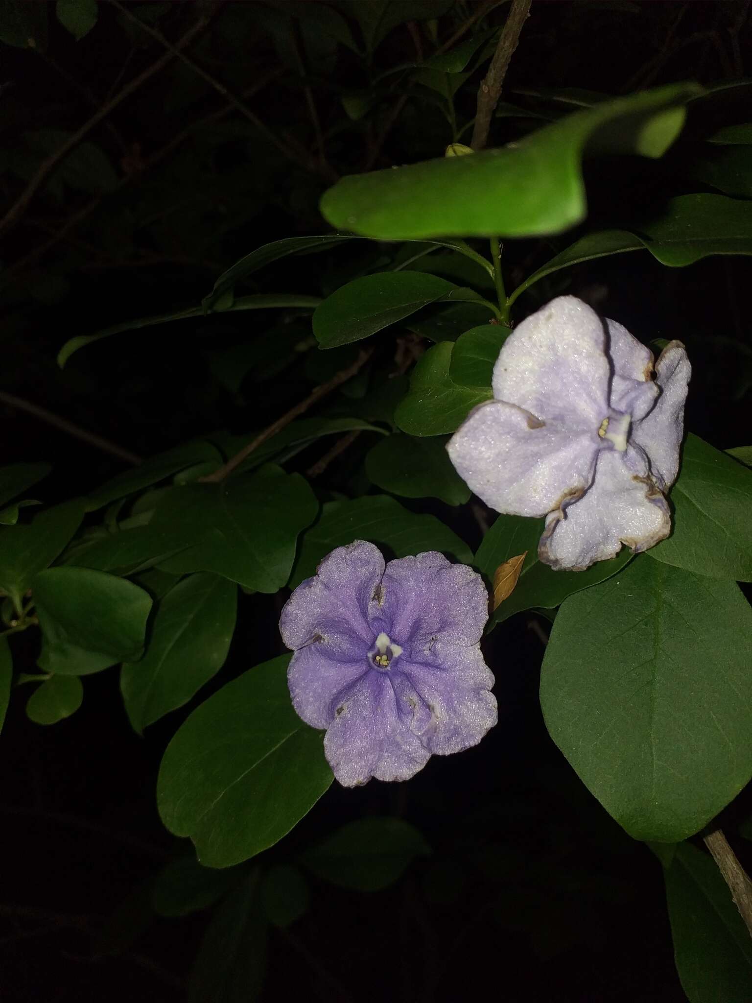 Brunfelsia australis Benth. resmi