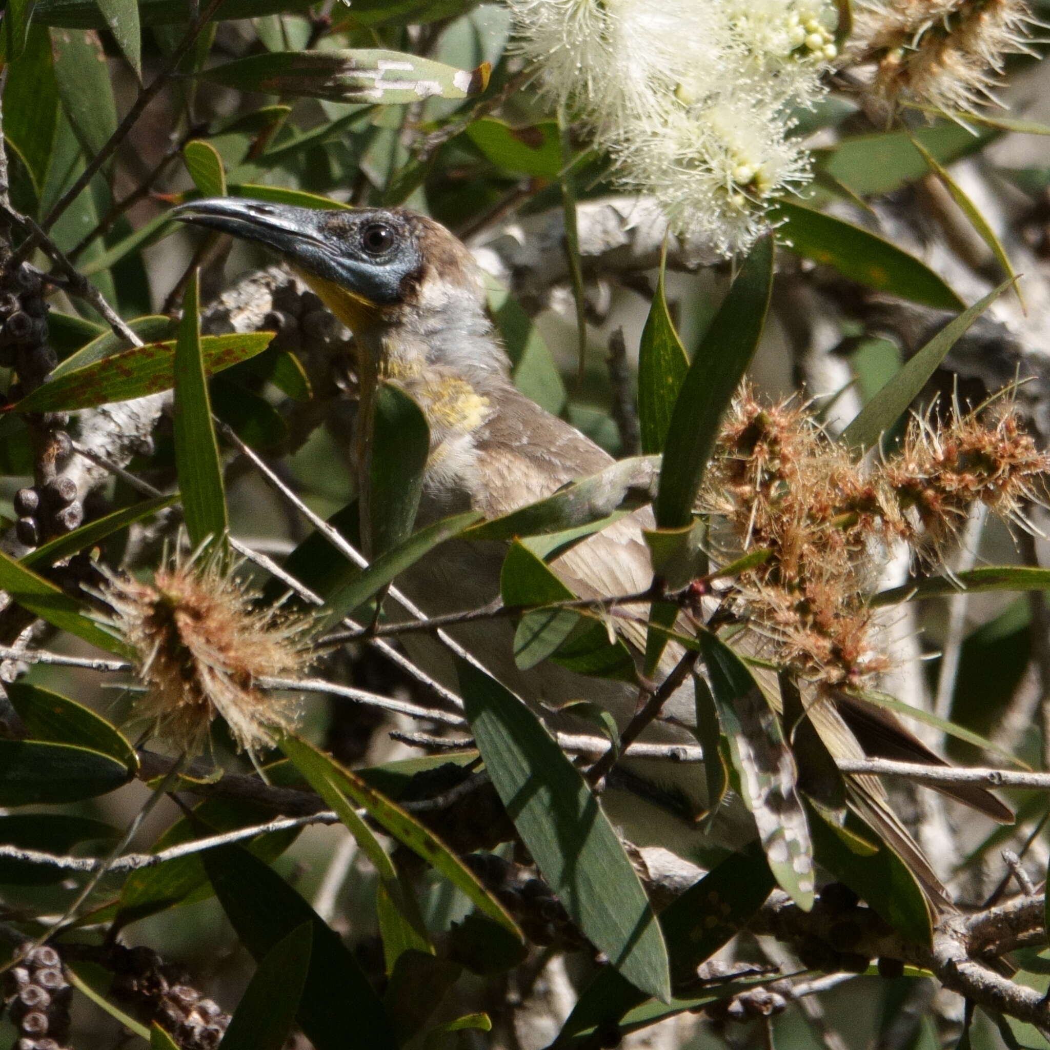 Image of Little Friarbird