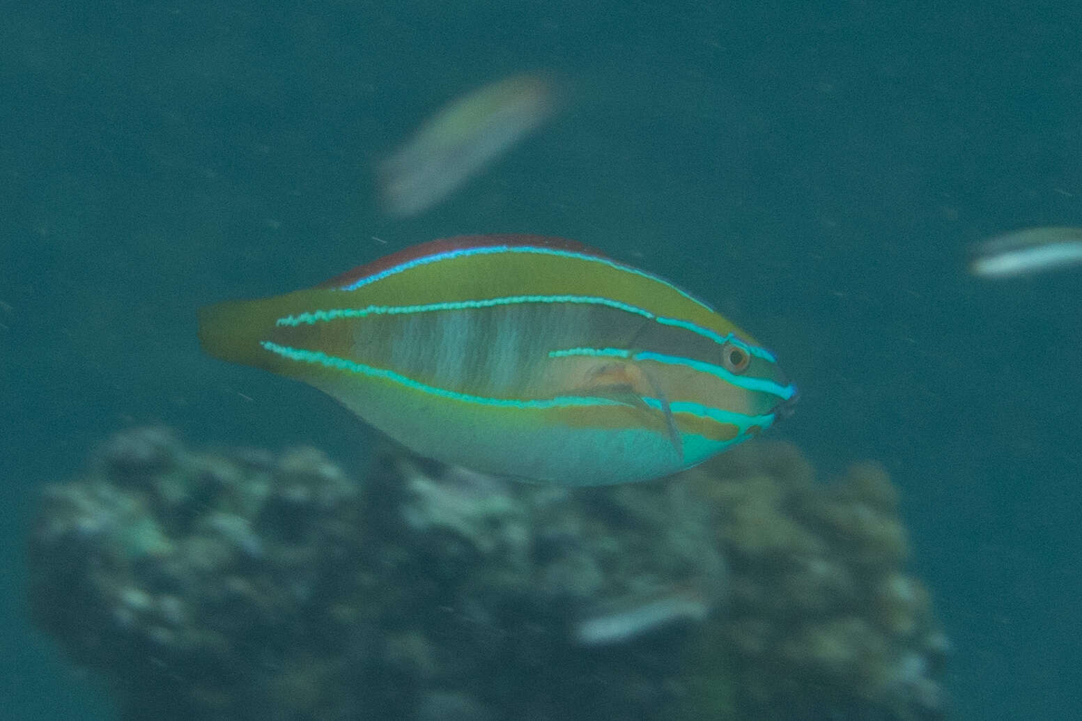 Image of Blue-ribbon wrasse