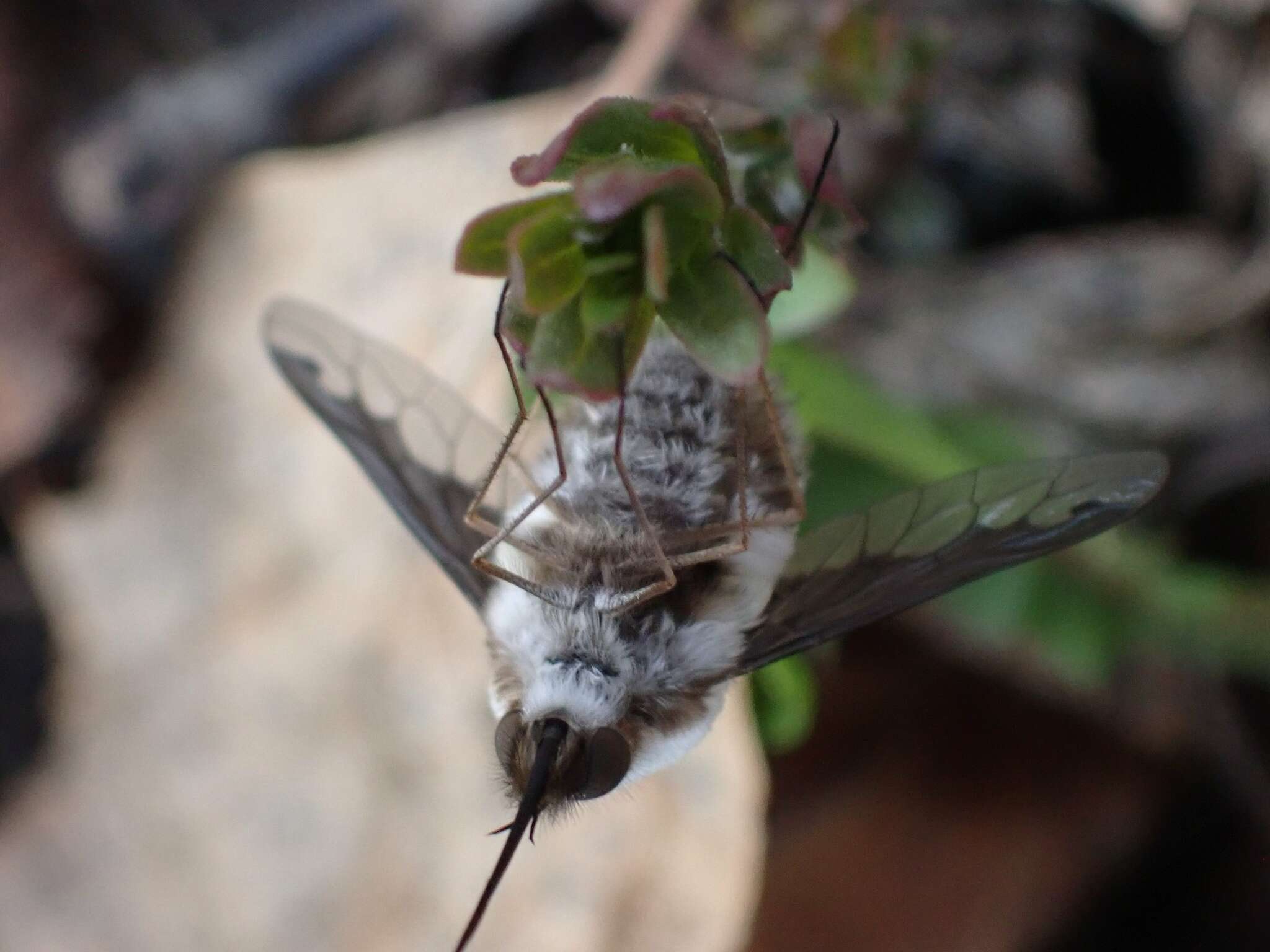 Image of Bombylius anthophilus Evenhius 1983