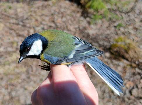 Plancia ëd Parus major major Linnaeus 1758