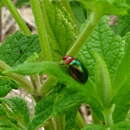 Image of flea beetle