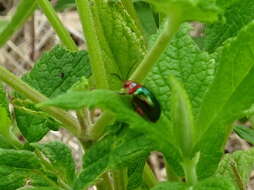 Image of flea beetle