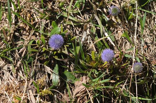 Image de Globularia nudicaulis L.