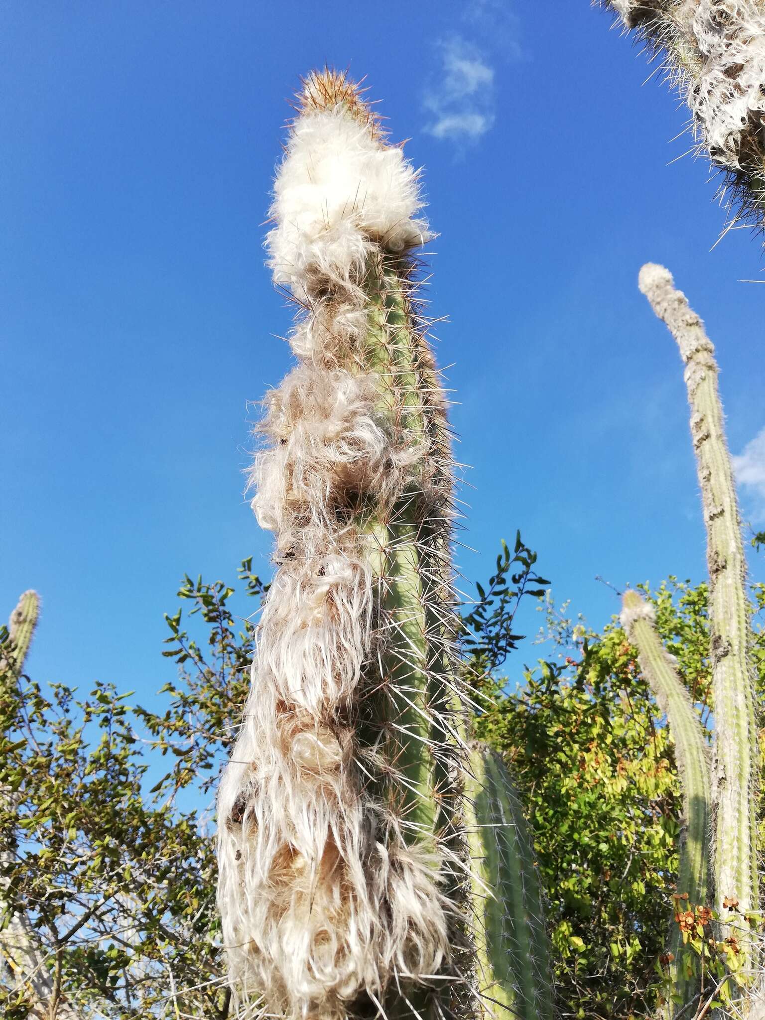 Image of Pilosocereus leucocephalus (Poselg.) Byles & G. D. Rowley