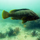 Image of Maori cod