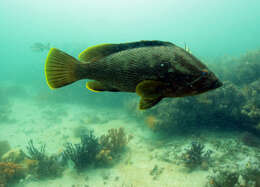 Epinephelus undulatostriatus (Peters 1866)的圖片