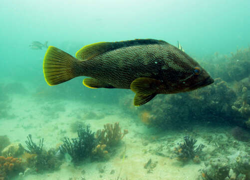 Image of Maori cod