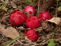 Image of Cytinus ruber (Fourr.) Fritsch