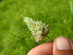 Image of California canarygrass