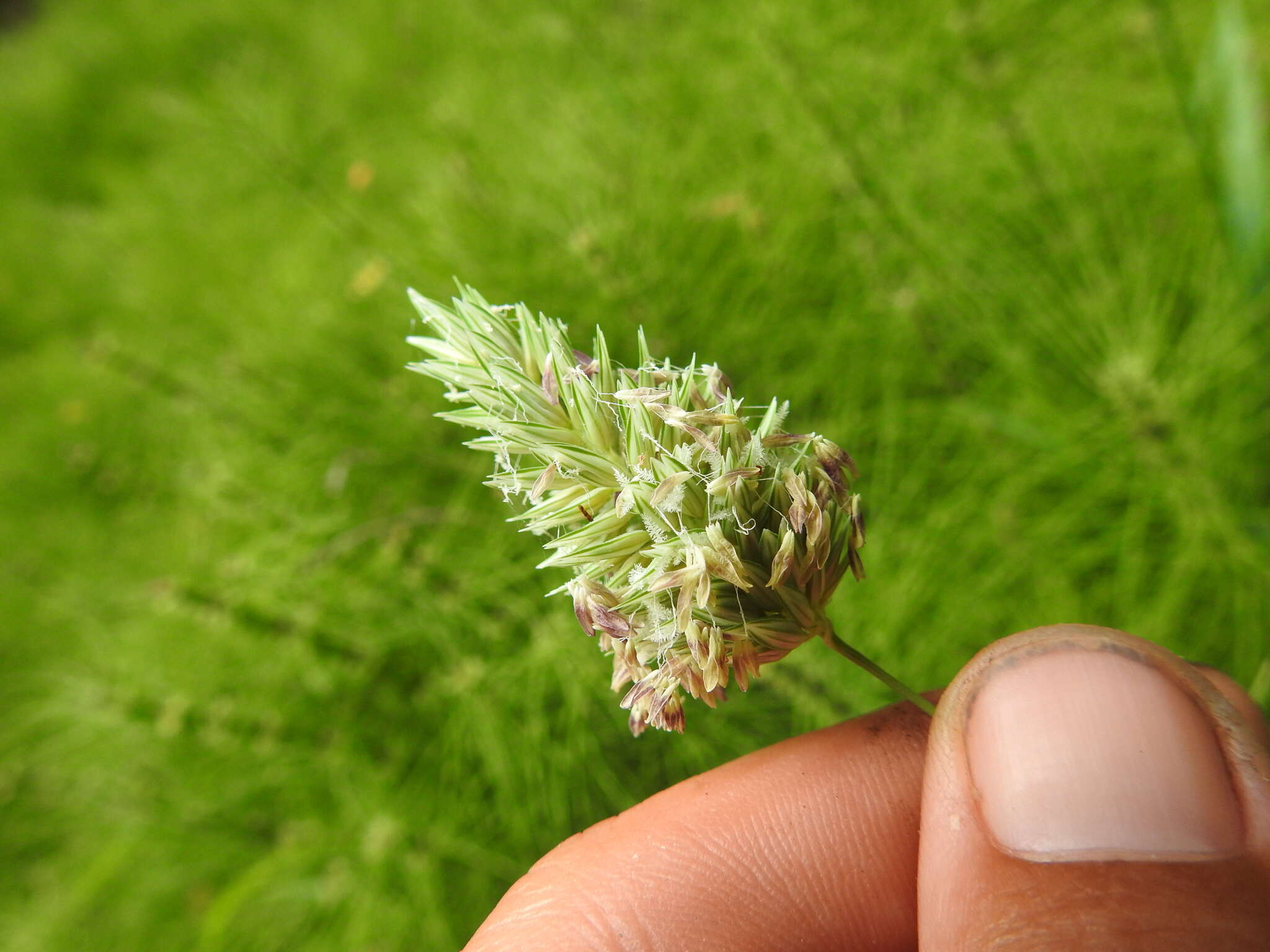 Image of California canarygrass