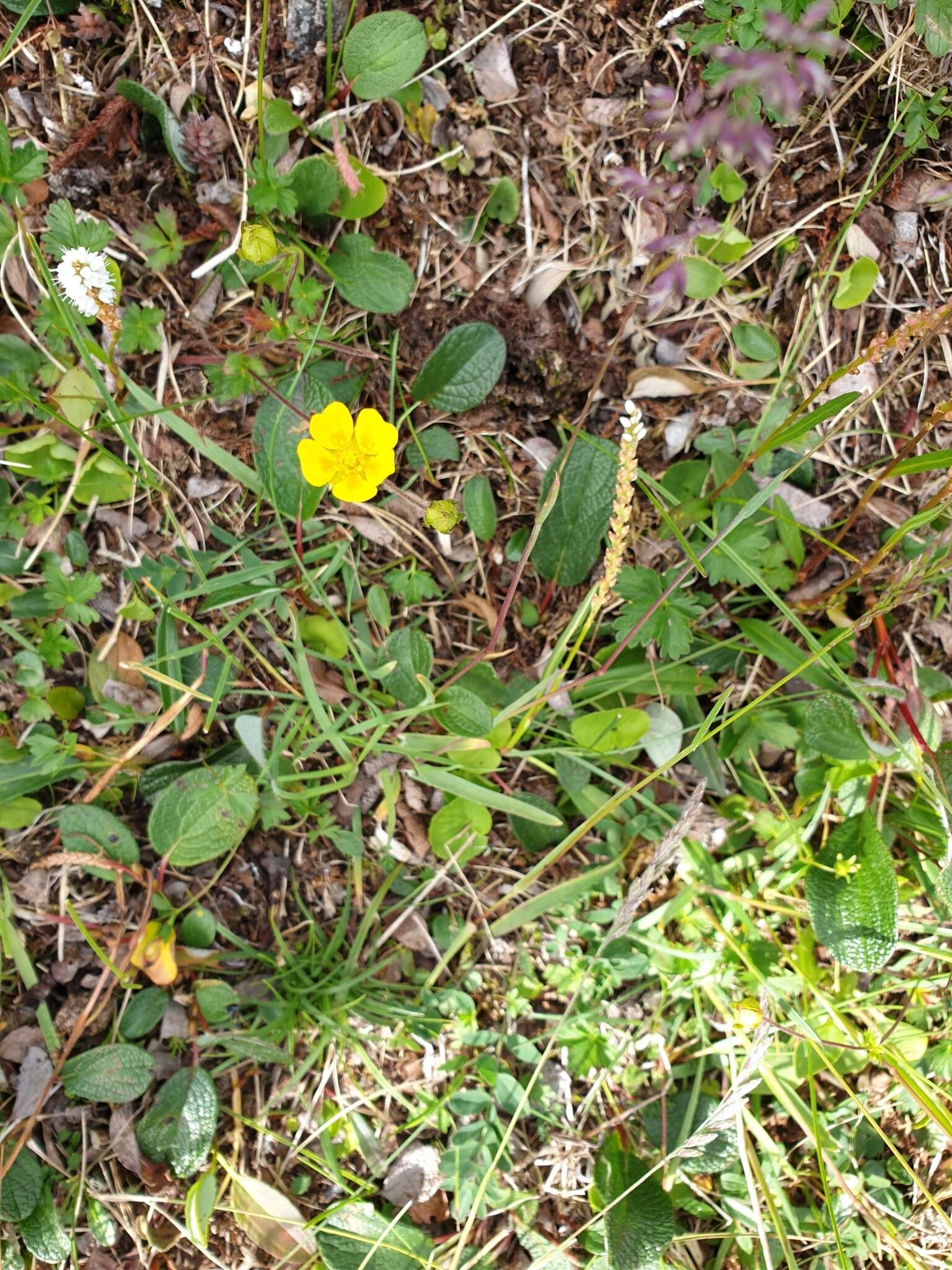 Слика од Potentilla crantzii (Crantz) Beck