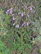 Image of Campanula sibirica subsp. hohenackeri (Fisch. & C. A. Mey.) Damboldt