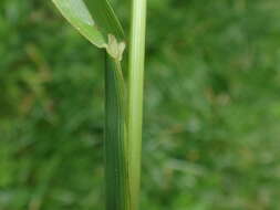 Image of broad-leaved meadow-grass