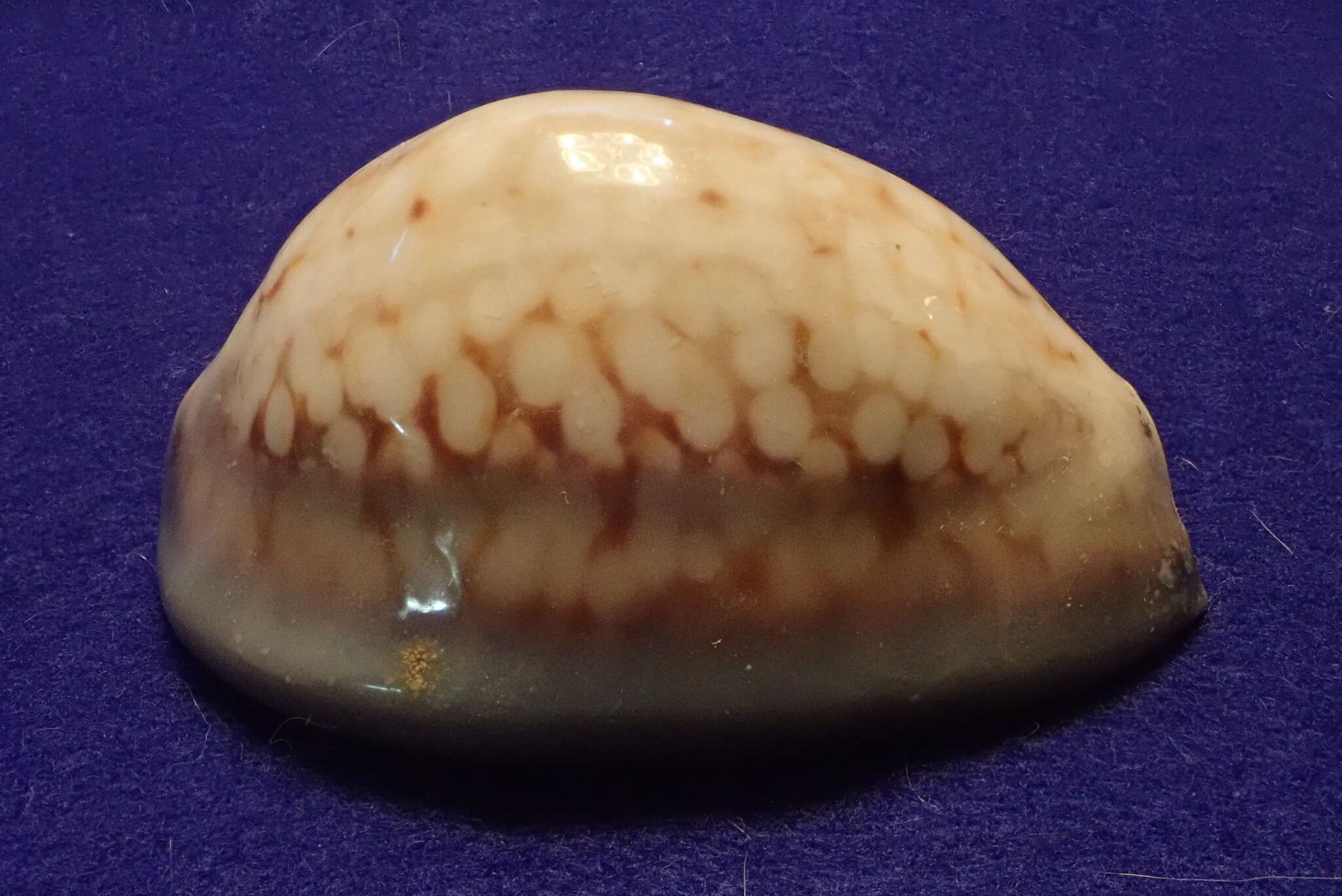Image of Humpback Cowrie