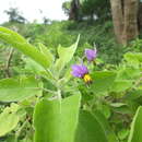 Image of Solanum pubescens Willd.