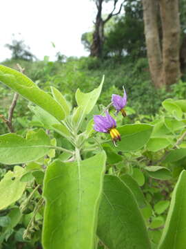 Image of Solanum pubescens Willd.