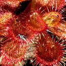 Image of Drosera aberrans (Lowrie & Carlquist) Lowrie & Conran