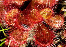 Image of Drosera aberrans (Lowrie & Carlquist) Lowrie & Conran