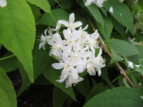 Image of slender pride of Rochester