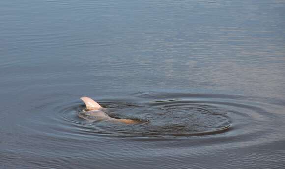 Image of river dolphins