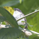 Image of Puerto Rican tanager