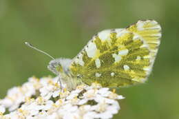 Слика од Euchloe simplonia (Boisduval 1828)