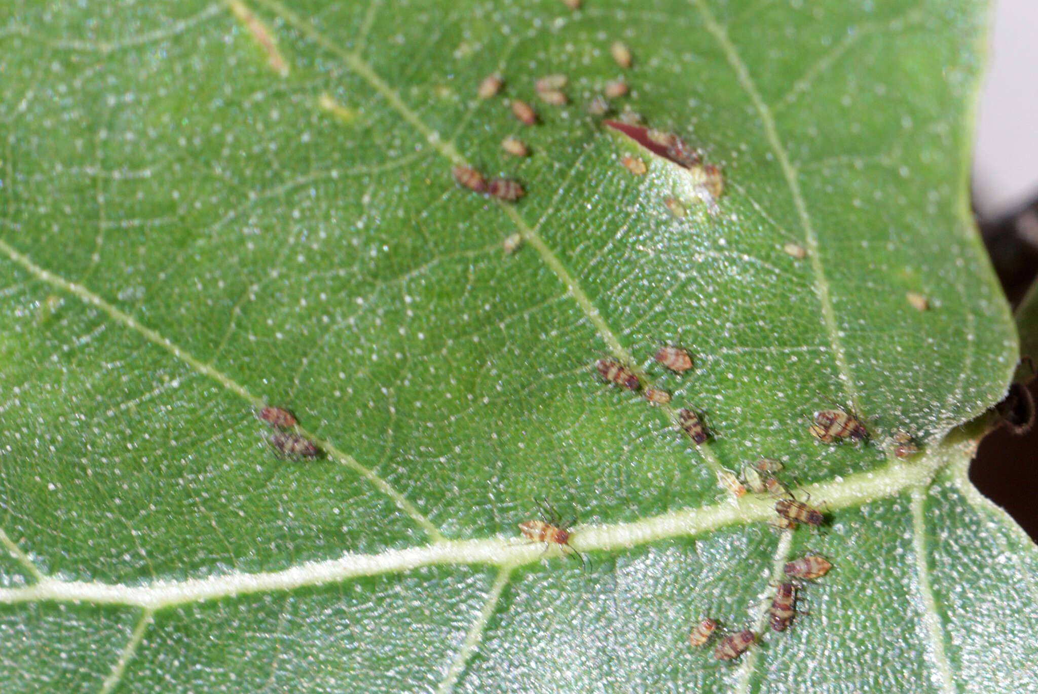 صورة Callipterinella tuberculata (von Heyden 1837)