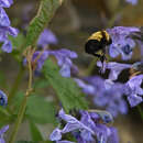 Image of Bombus melanurus Lepeletier 1836