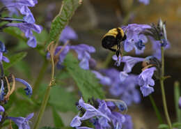 Image of Bombus melanurus Lepeletier 1836