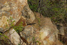 Image of Van Dam's Girdled Lizard