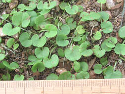 Imagem de Dichondra recurvata Tharp & M. C. Johnston