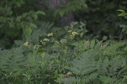 Image of hairyjoint meadowparsnip